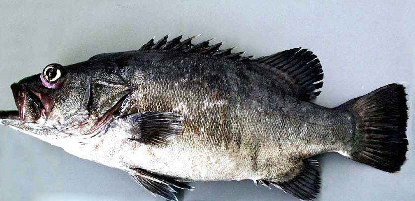 Polyprion americanus_05.jpg